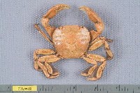 藏品(字紋弓蟹)的圖片
